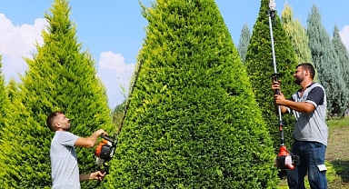 Suadiye Kavşağında ağaçlara estetik budama