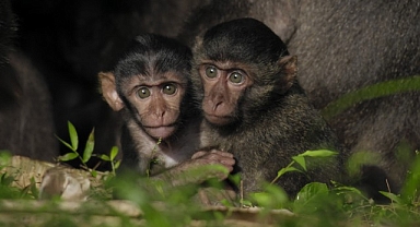 Tsunamiden Ciddi Hasar Gören Nicobar Adalarının Değişimini anlatan ‘Nicobar Adaları: Bir Maymunun Öyküsü’ 14 Eylül Cumartesi Günü 21.00’de National Geographic WILD Ekranlarında!