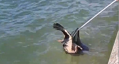 Yaralı leyleği Büyükşehir itfaiyesi kurtardı