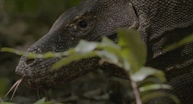 Dünyanın En Büyük Kertenkelesinin Mücadelesini Anlatan ‘Ejder Günü’ 6 Ekim Pazar Günü 20.00’de National Geographic WILD Ekranlarında!