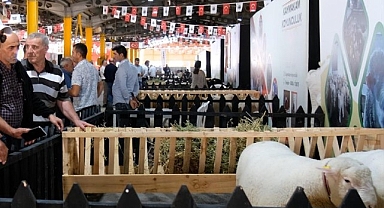 İnegöl’de Küçükbaş Hayvancılık Festivali Başladı