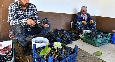 İzmir Büyükşehir Belediyesi 10 ton Kavacık üzümü dağıtıyor