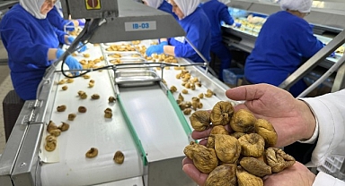 Kuru incir ihracatı 292 milyon dolarla sezonu kapattı