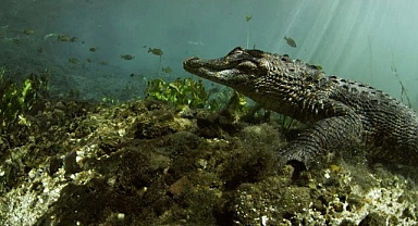 ‘Vahşi Florida: Sürüngenlerin Hükmettiği Yer’ 13 Ekim Pazar Günü 20.00’de National Geographic WILD Ekranlarına Geliyor!