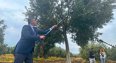 Aliağa 3. Zeytin Hasat Şenliğinde Buluşuyor