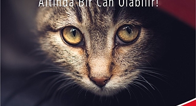 Araca binmeden önce kaputa vur