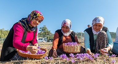 Başkan Özyiğit, “Türkiye’nin en çok safran üreten ilçelerinden biri olabiliriz