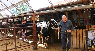 Büyükşehir Belediyesi'nin hayvan üreticilerine desteği sürüyor