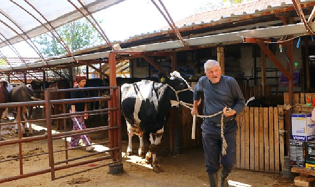 Büyükşehir Belediyesi'nin hayvan üreticilerine desteği sürüyor