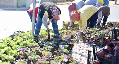Didim’de Kışlık Çiçeklerin Dikimine Başlandı