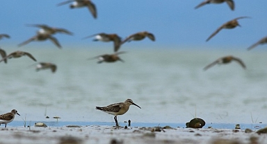 Dünya Doğa Koruma Birliği (IUCN) 16 kuş türünün durumunun kötüye gittiğini açıkladı, bunlardan 5’i Türkiye’de görülen türler.