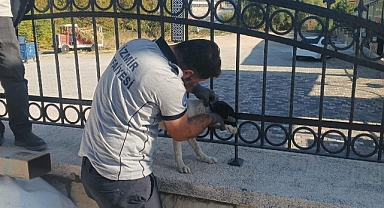 Kafası demir parmaklıklara sıkışan köpek itfaiye tarafından kurtarıldı