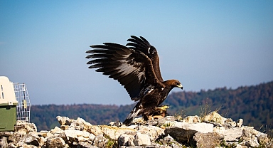 Ormanya'da Tedavi Edilen Kaya Kartalı, Doğal Yaşam Alanına Salındı