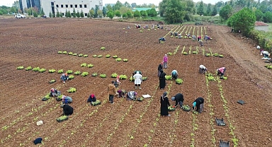 TABİP öğrencilere anlatıldı; 5 milyon fide toprakla buluşturuldu