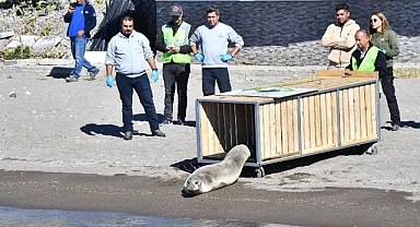 Tedavisi tamamlanan Akdeniz foku mavi sularla buluştu