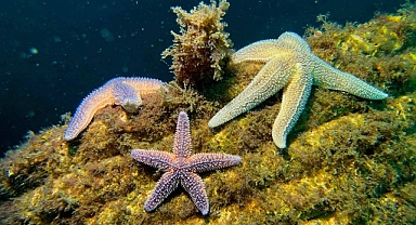 Yapay Resifler bir yılda 33 farklı deniz canlısına yuva oldu