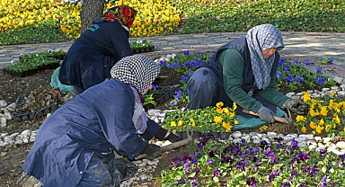 300 bin kış çiçeği toprakla buluşuyor