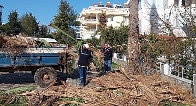 Didim Belediyesi ilçedeki ağaçların kış bakımlarını gerçekleştiriyor