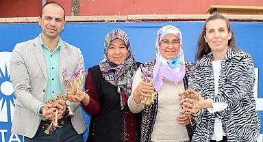 Elmalı'da safran soğanı dağıtımı yapıldı
