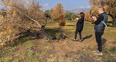 İzmir Büyükşehir yanan zeytin ağaçlarının yaşatılması için çalışma başlattı Zeytin ağaçları küllerinden doğacak