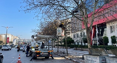 Mimar Sinan Bulvarı’ndaki Çınar Ağaçlarına Kış Bakımı Yapıldı