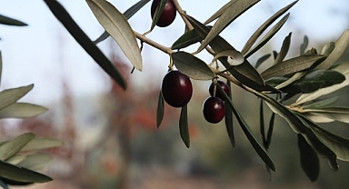 Urla Zeytin Ve Sanat Festivali
