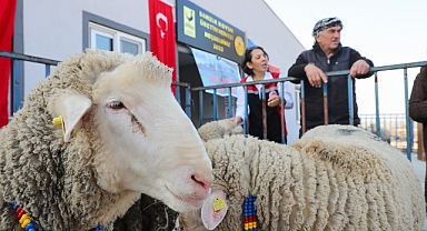 Aliağa Belediyesi’nden Üreticilere Koç Desteği
