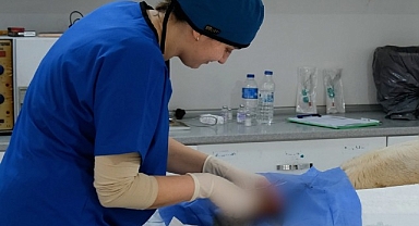 Ayvalık Belediyesi sokaktaki can dostların da yanında