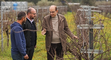 Buca'nın lezzetli razakı üzümü coğrafi işaret almaya hazırlanıyor