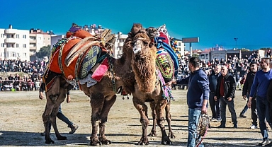 Burhaniye’de deve güreşi heyecanı yaşandı