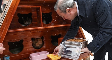 Sivas Belediyesi'nden Kış Günlerinde Kediler İçin Sıcak Yuva