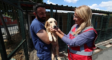 Bakırköy Belediyesi Veteriner İşleri Müdürlüğü Hayvanların Yanında