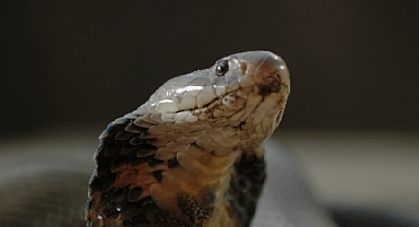 ‘Şehirdeki Yılanlar: Zehirli Karşılaşmalar’ 2 Mart Pazar Günü 20.00’de National Geographic WILD Ekranlarında!