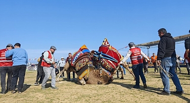Torbalı'da deve güreşi festivaline rekor katılım