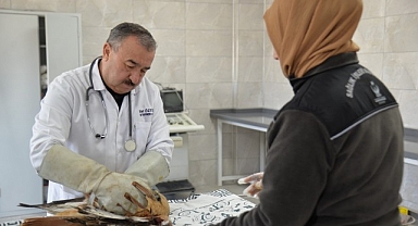 Yaralı Yavru Kızıl Şahin Tedavi Edildi