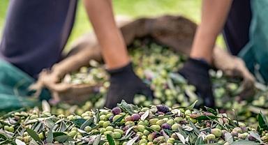 Zeytin ve zeytinyağı sektöründe verimlilik artıracak Avrupa Birliği Projesi
