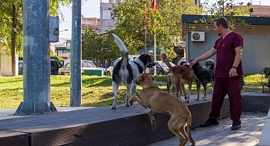 11 ilçede sahipsiz hayvan sayımı tamamlandı