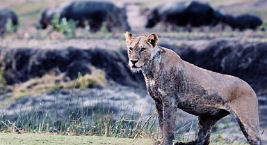 3 Bölümden Oluşan ‘Katavi: Afrika’nın Yitirilmiş Cenneti’ 5 Mart Çarşamba Günü 20.00’de National Geographic WILD Ekranlarında!