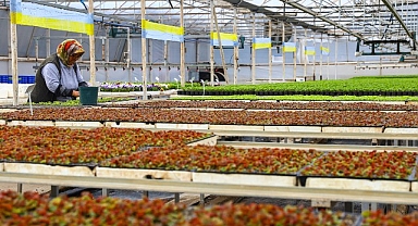 Antalya'nın caddeleri baharda rengârenk olacak