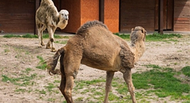 Can yoldaşı oldular