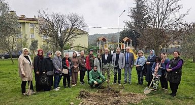 Gölcük'te Orman Haftasında Zeytin Ağaçları Toprakla Buluştu