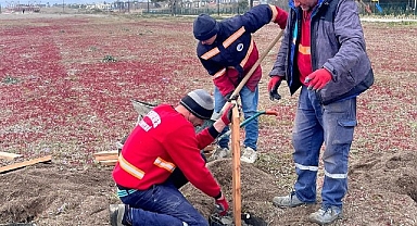 Kum Zambakları Koruma Altında