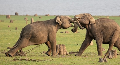 National Geographic NOW Seç-İzle Servisinin Nisan Ayı Teması ‘Hayvanların Gizemli Dünyası’... 