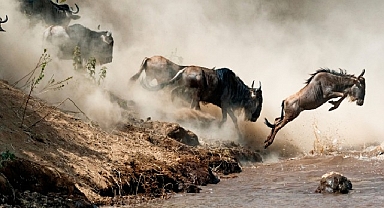 Vahşi Doğada Ebeveynliğin Zorlu Yollarını Anlatan  ‘İnanılmaz Hayvan Yolculukları: Vahşi Ebeveynler’