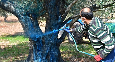Zeytin üreticisine “ilaç” oldu
