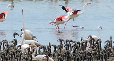 Flamingoların büyüleyici dünyası Bornova’da