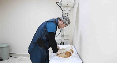 Sokak hayvanlarına Büyükşehir şefkati
