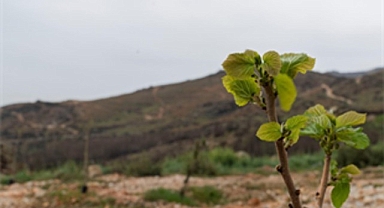 Yamanlar yangınında zarar gören ağaçlar yaşama tutundu 