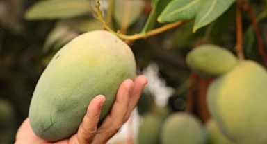 Başkan Böcek’ten avokado ve mango hasadı