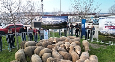 Büyükşehir'den üreticilere damızlık koç desteği
